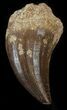Mosasaur (Prognathodon) Tooth #43350-1